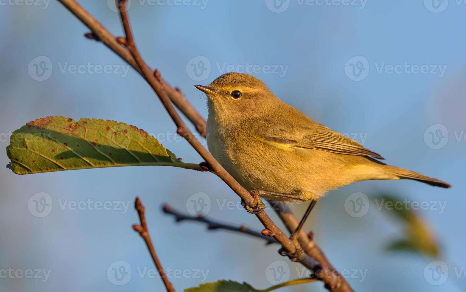 allmänning Gransångare - phylloscopus collybita - Framställ på små kvist med sista blad i Häftigt höst tid med solnedgång ljus foto