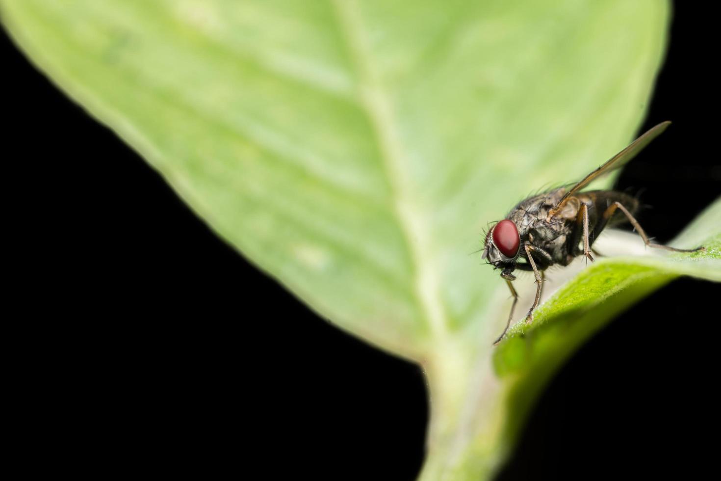 makro fluga insekt foto