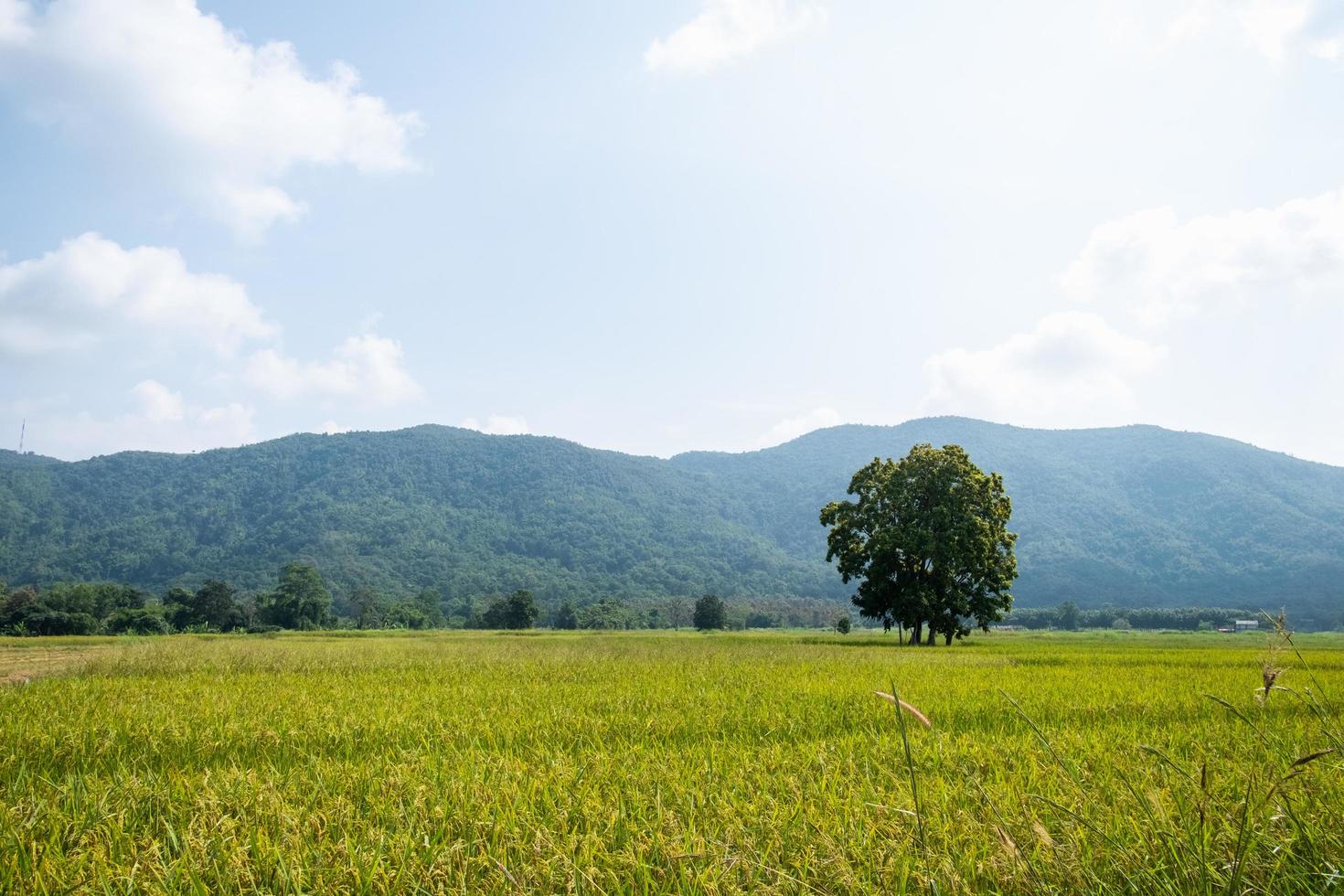 landskapet av gröna risfält med berg vid Chiang Rai, Thailand foto