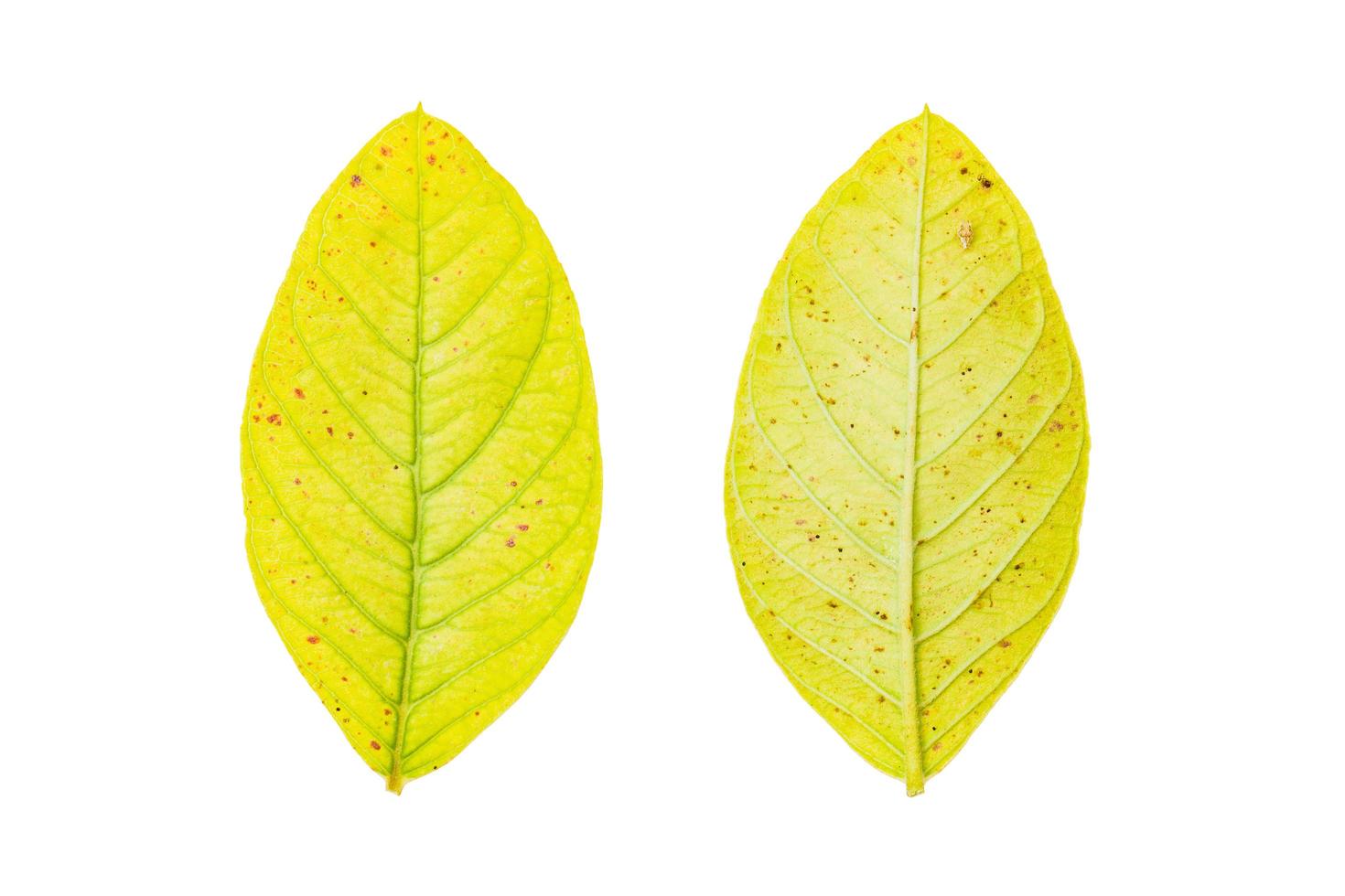 gult blad isolerad på en vit bakgrund foto