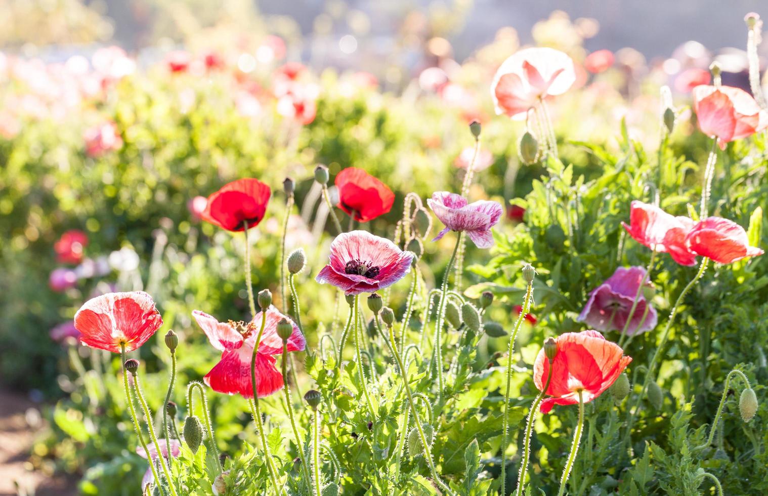 färgglada vallmo blommor under dagen foto