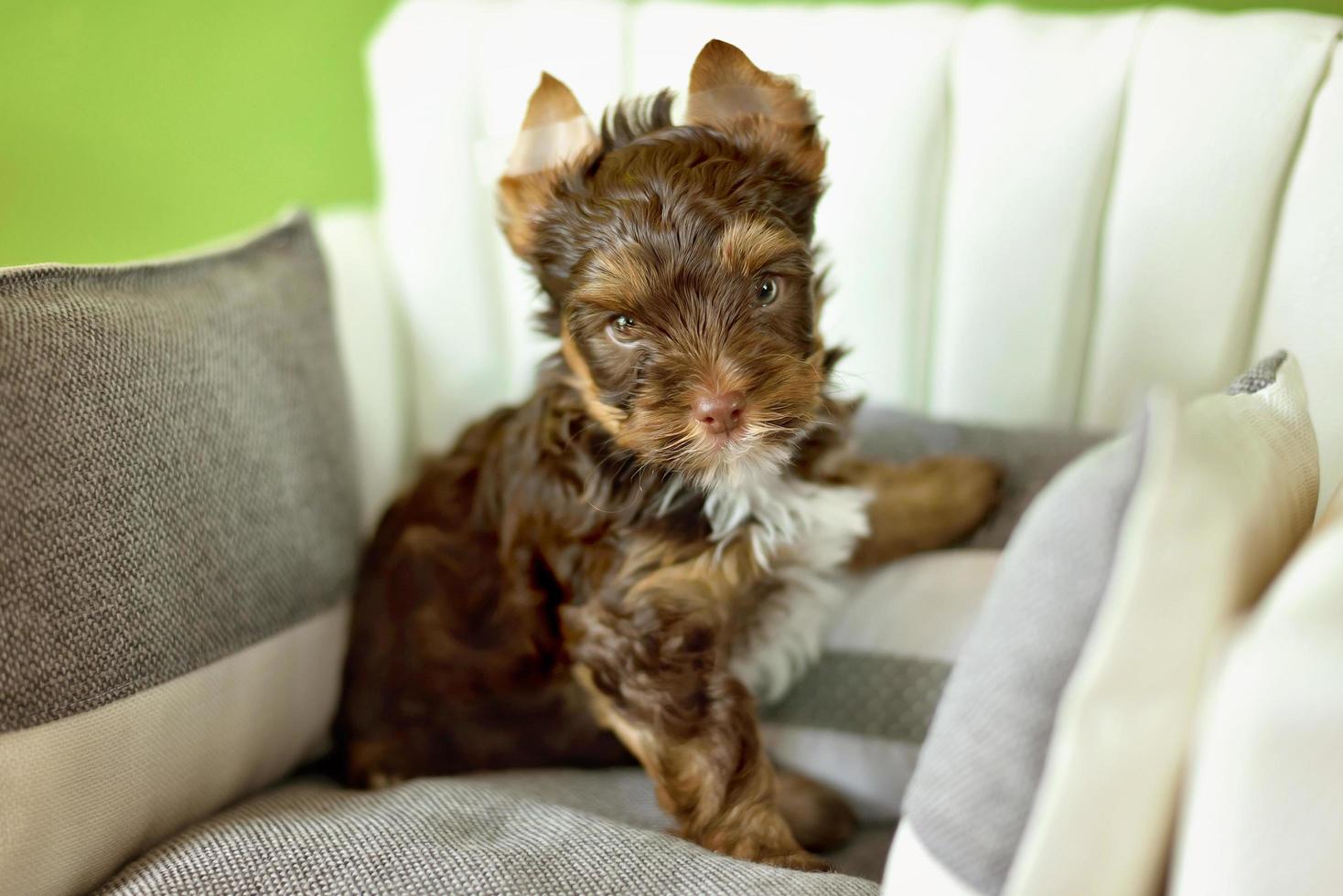 en yorkshire terrier hund sitter på en beige stol foto