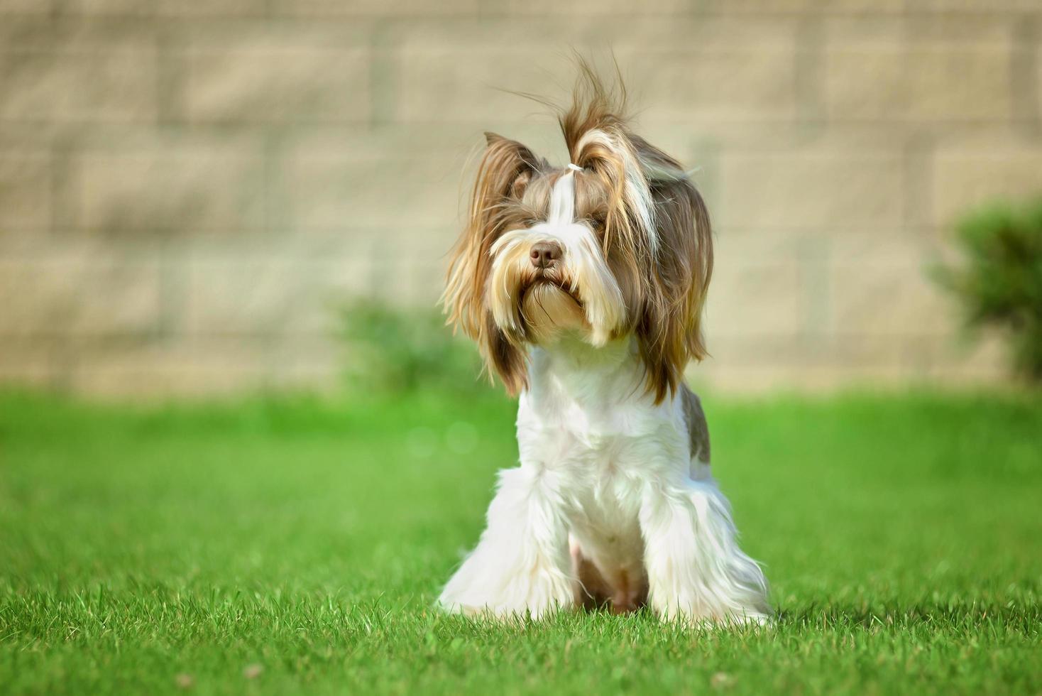 yorkshire terrier långt hår runnin på grön äng i park foto