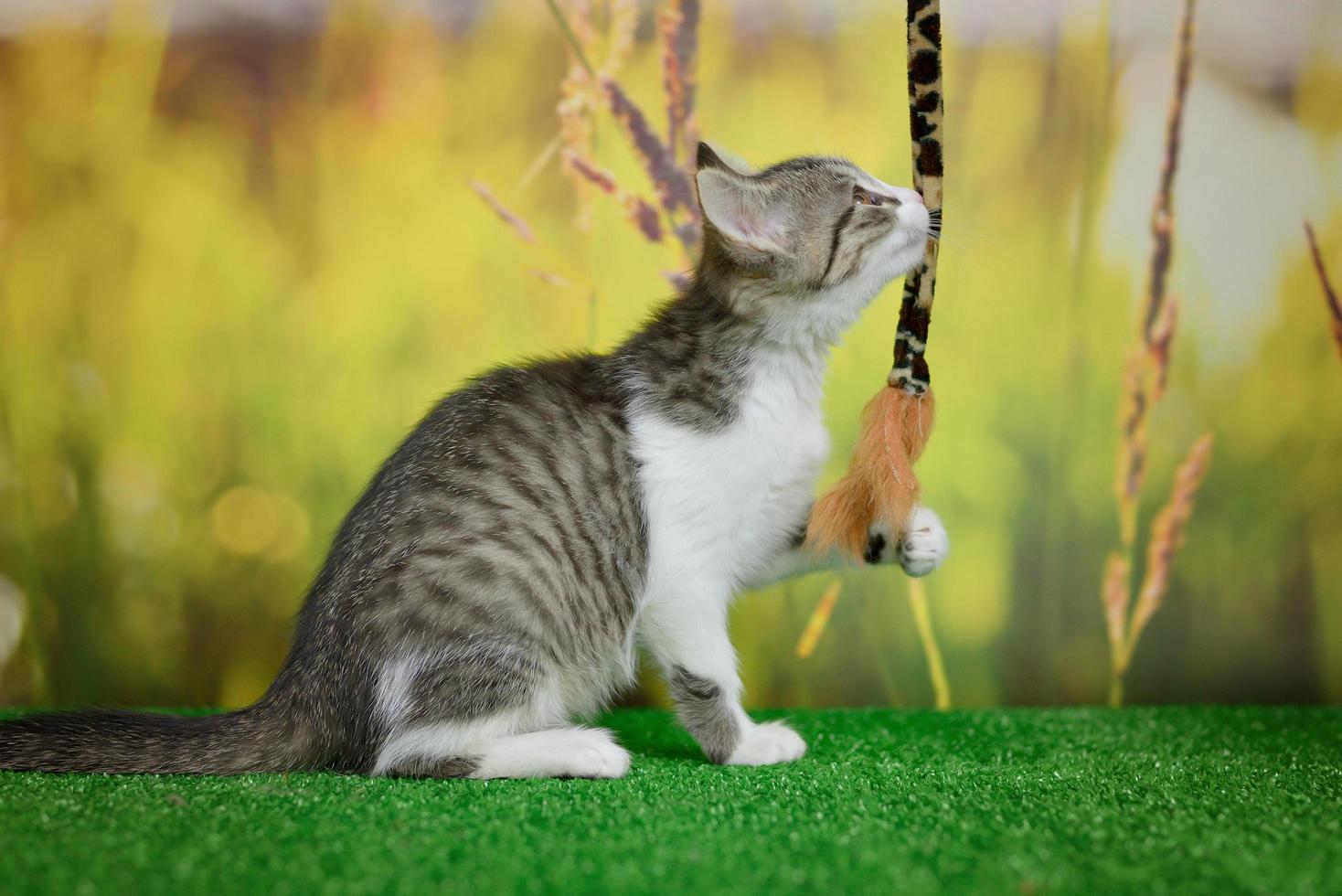 silver tabby katt sitter på grön bakgrund foto