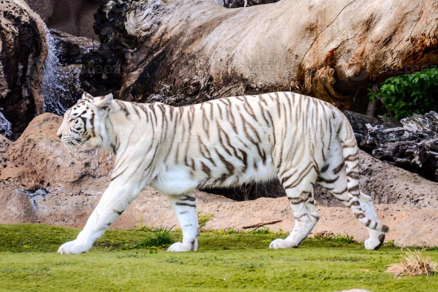 vit tiger i djurparken foto