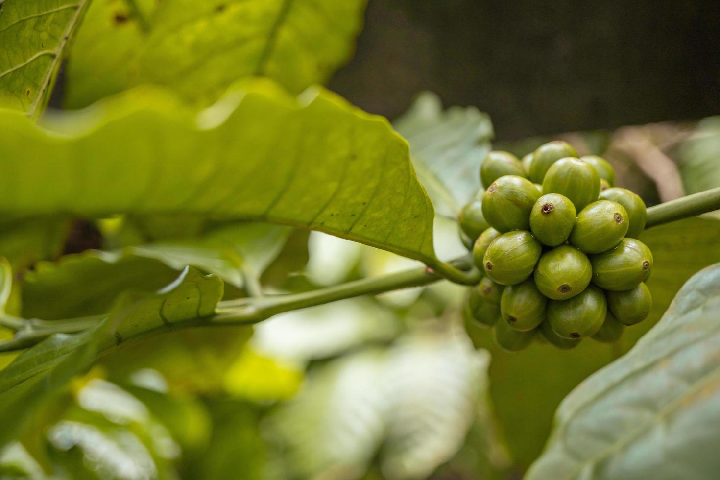 grön kaffe böna när vår säsong på tropisk skog. de Foto är lämplig till använda sig av för natur bakgrund, kaffe affär bakgrund och jordbruks innehåll media.