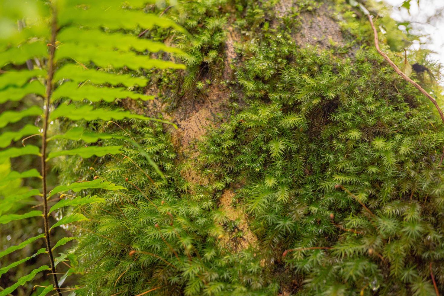 stänga upp Foto av grön liten blad på de tropisk skog. Foto är lämplig till använda sig av för natur bakgrund, botanisk affisch och natur innehåll media.