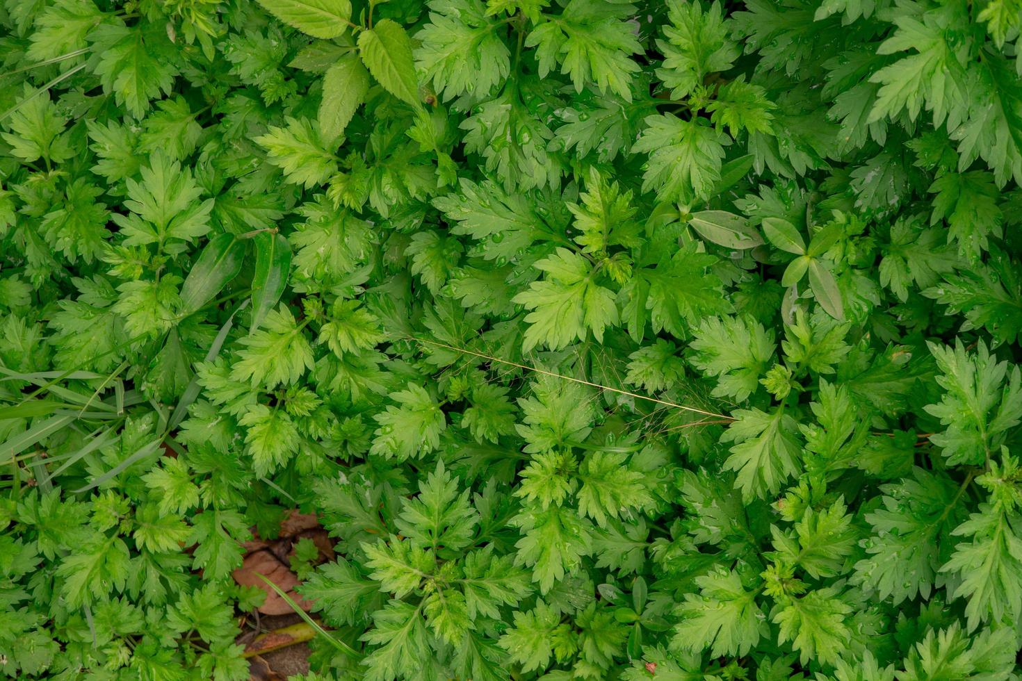 stänga upp Foto av grön liten blad på de tropisk skog. Foto är lämplig till använda sig av för natur bakgrund, botanisk affisch och natur innehåll media.