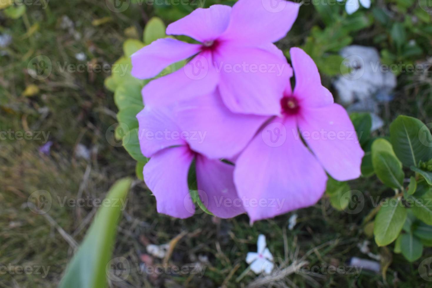 fläck abstrakt bakgrund av vackert färgad blommor foto