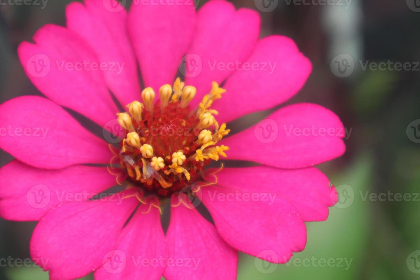 kreativ layout tillverkad av blommor och grön löv. zinnia elegans stänga upp Foto under de dag. naturlig begrepp