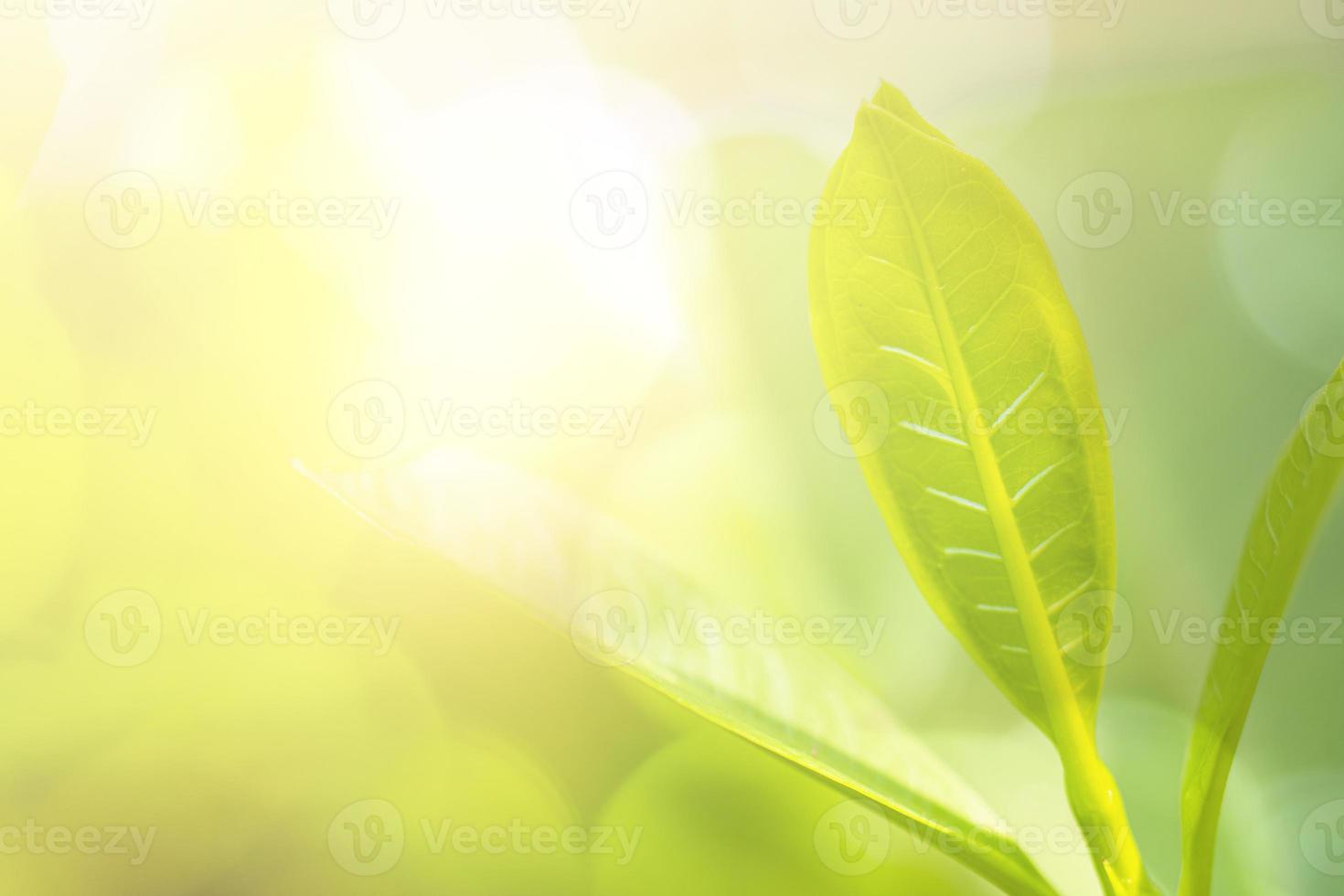 grönt blad och växt med solsken i trädgården foto