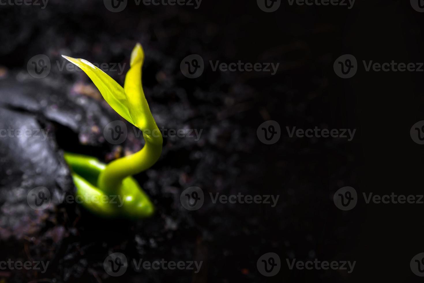 knopp blad av ung planta planta på marken foto