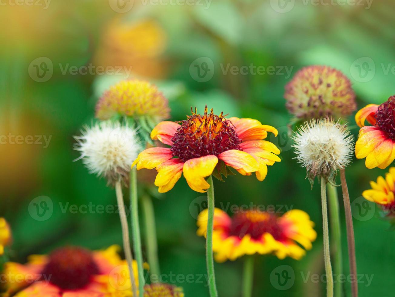 glänta av röd gul indisk filt blomma gaillardia pulchella. solig vår, sommar, höst dag foto