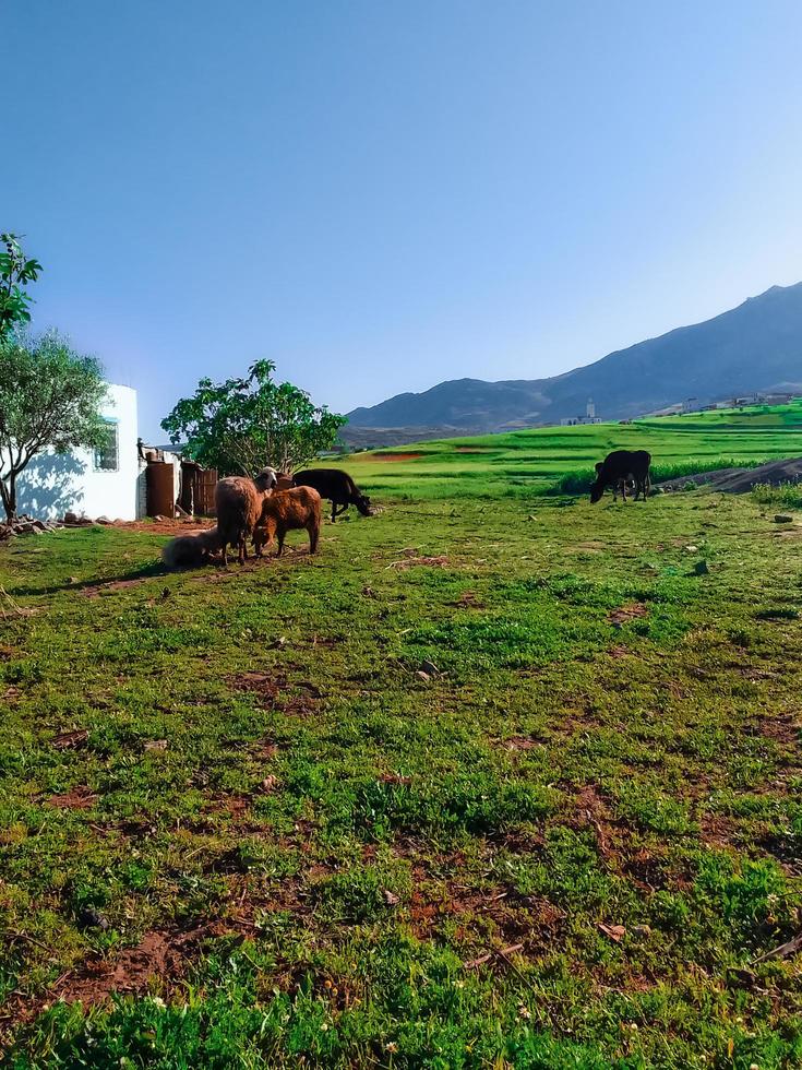 får och kor på frodig grön betesmarker en resa in i de hjärta av lantlig charm och naturlig prakt foto