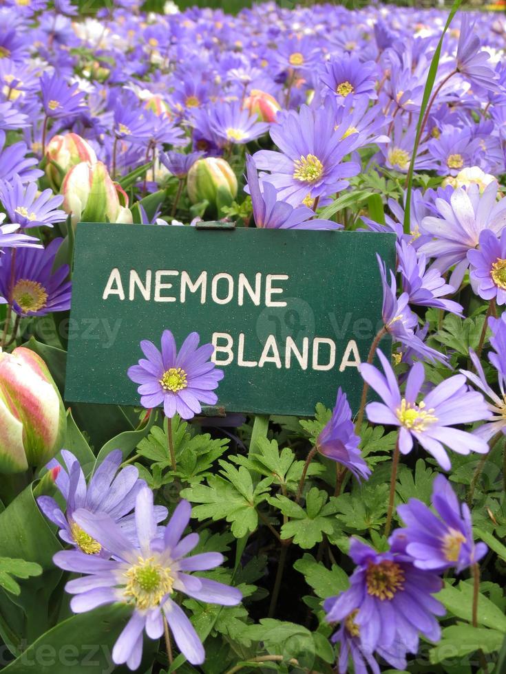 vinter- vindblommor, lila blå daisy-liknande blommor, vertikal Foto i trädgård, växt namn tabell anemon blanda, också känd som balkan anemon, grekiska vindblomma. trädgårdsarbete och floristik begrepp.