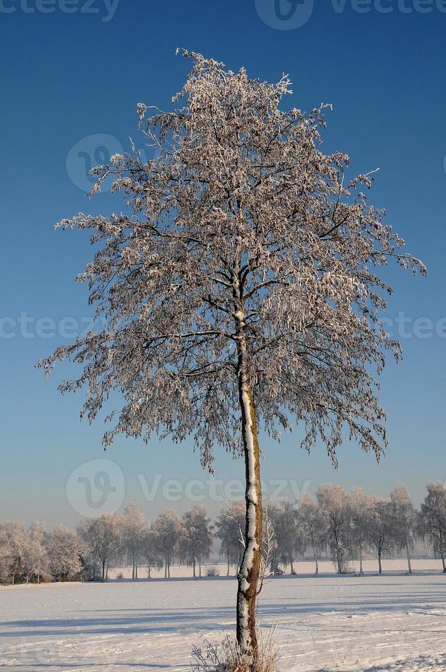 vinter- tid i Westfalen foto