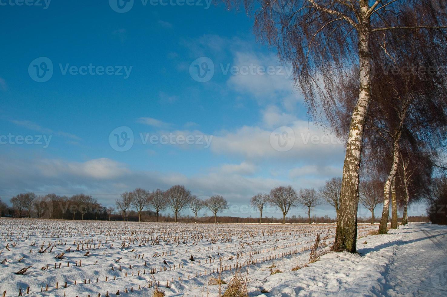 vinter- tid i Westfalen foto