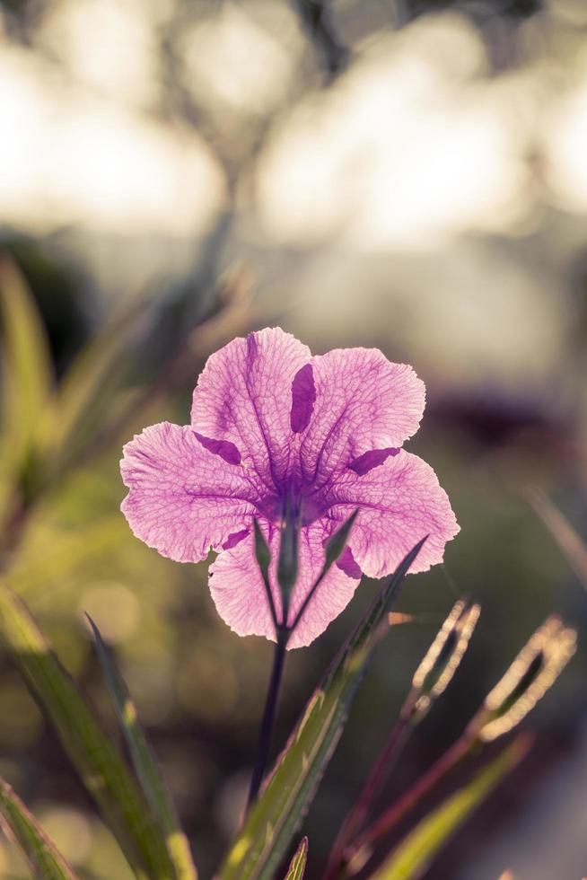 närbild av en lila kronbladblomma foto