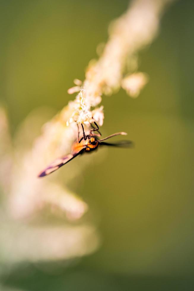 närbild foto av en fjäril