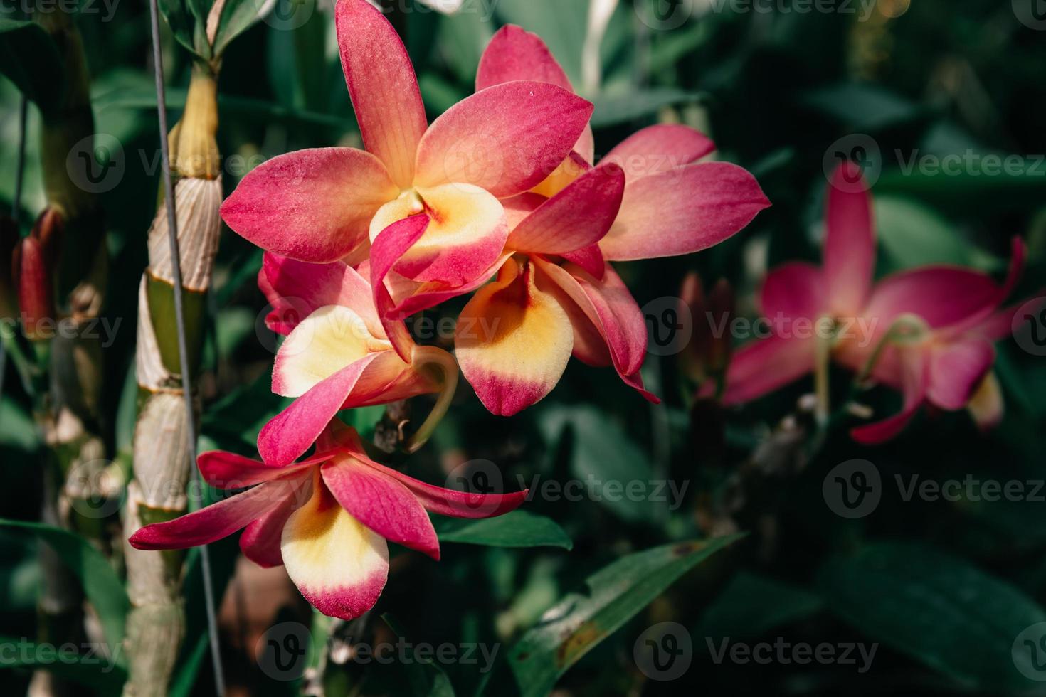 Foto av orkide blomma blomning i de trädgård