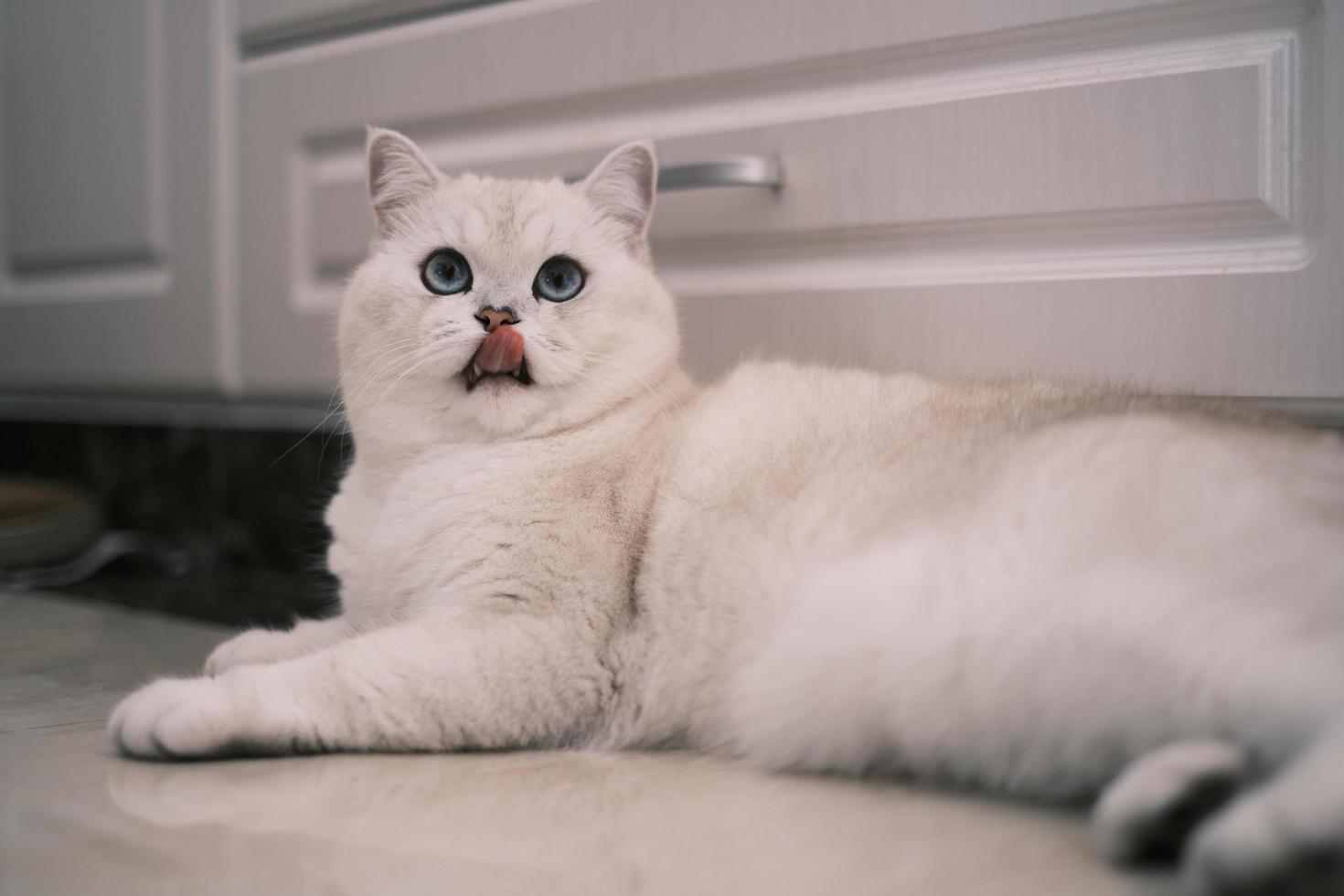 porträtt av vit silver- punkt katt ser upp foto