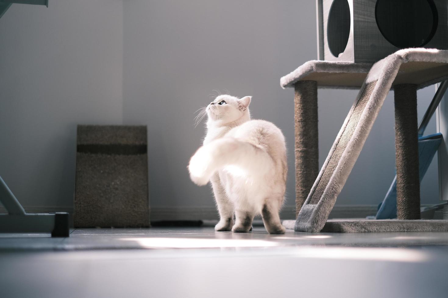 elegant vit silver- punkt katt porträtt foto