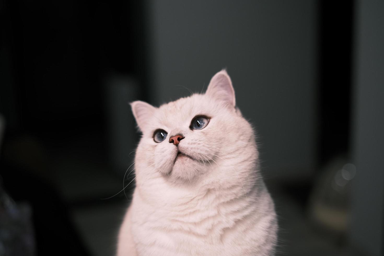 porträtt av vit silver- punkt katt ser upp foto