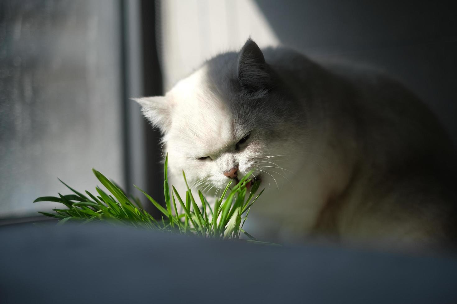 en vit kattunge äter katt gräs foto