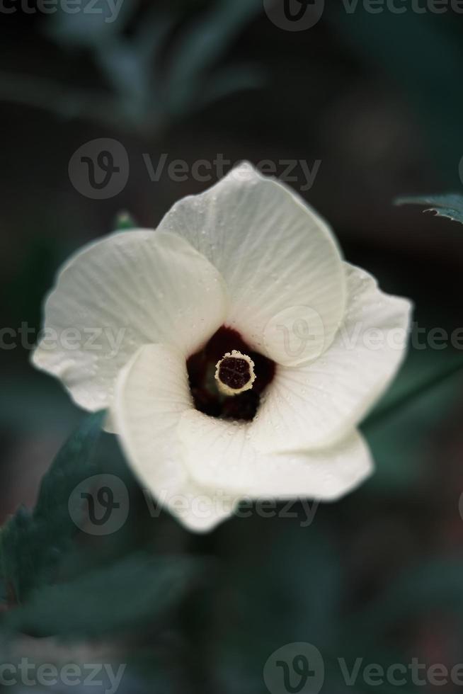 vit okra blommor i blomma foto