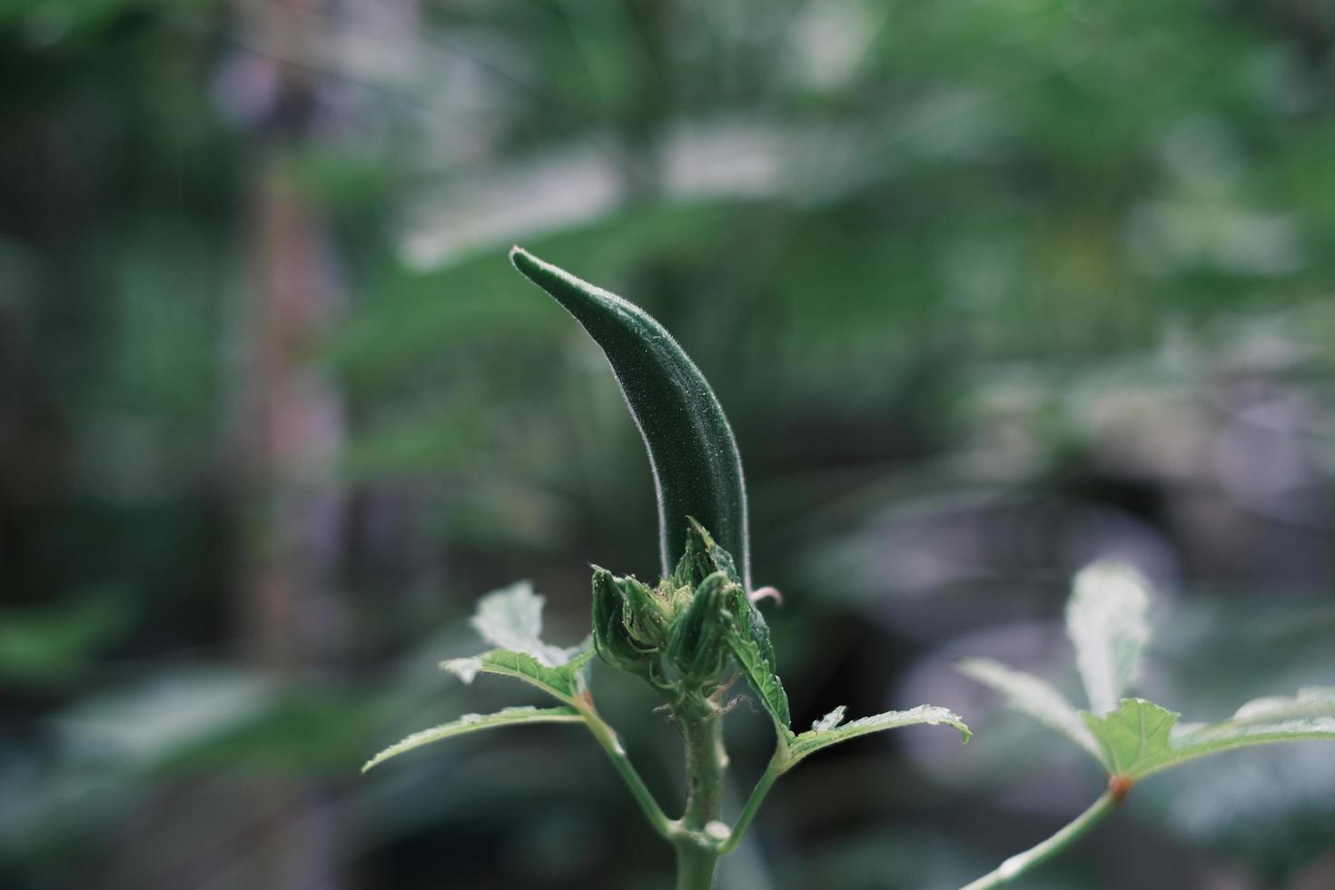 en växande grön okra skjuta foto