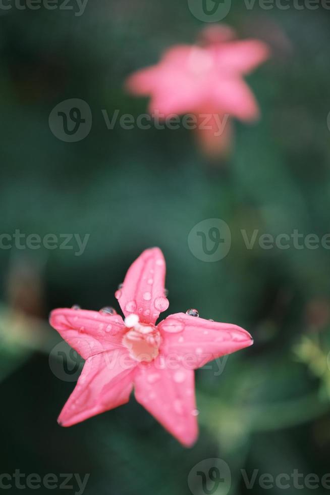 röd femspetsig stjärna blommor hängd med vatten droppar foto