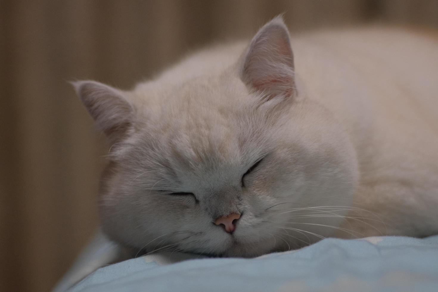 vit silver- punkt katt vilar på de säng foto