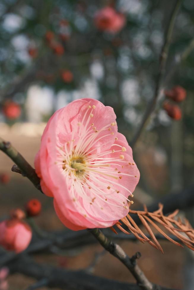 röd plommon blommar i blomma foto