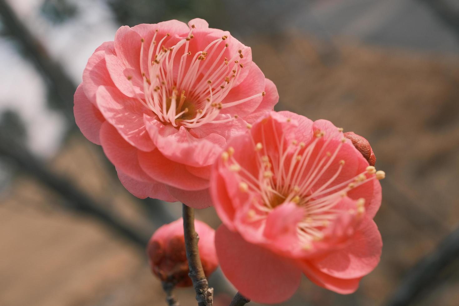 röd plommon blommar i blomma foto