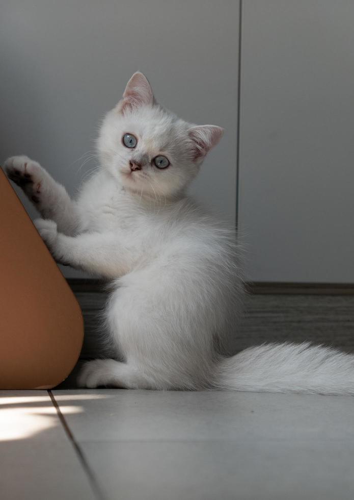 vit kattunge spelar med katt klättrande ram foto