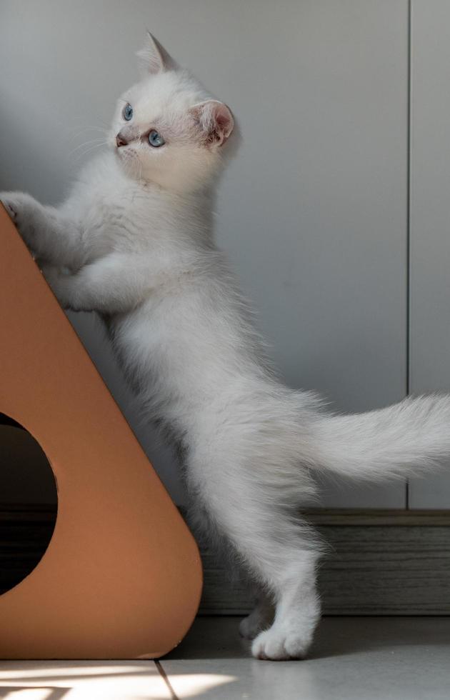 vit kattunge spelar med katt klättrande ram foto