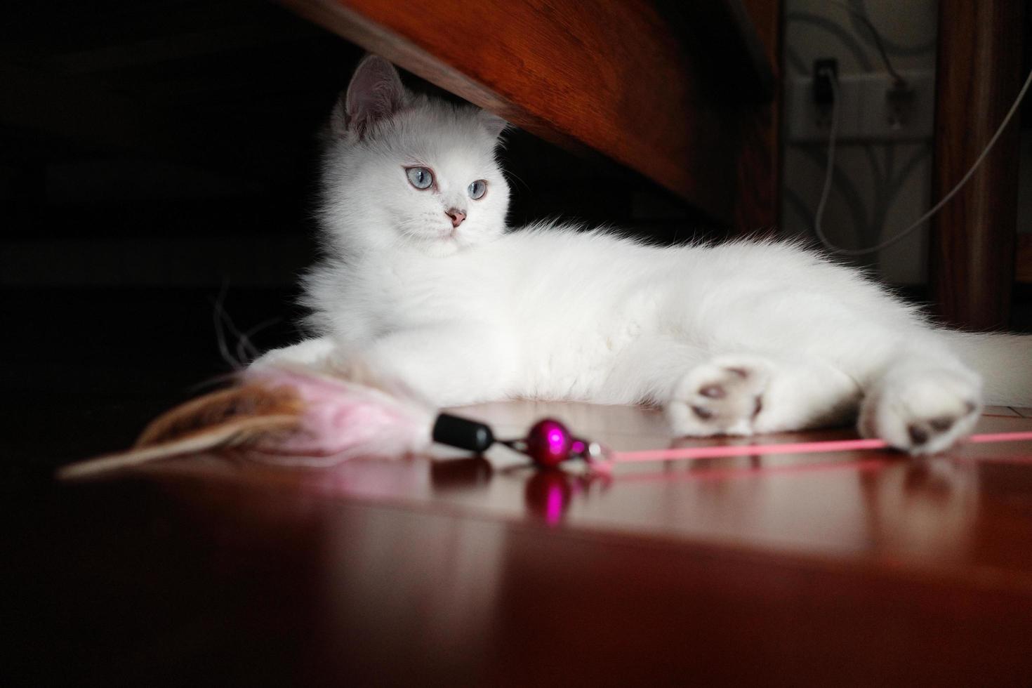 porträtt av vit silver- punkt katt liggande på golv foto