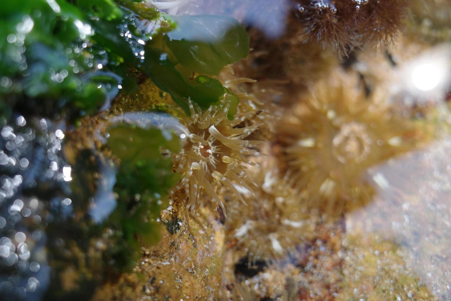 hav anemon växande i vatten foto