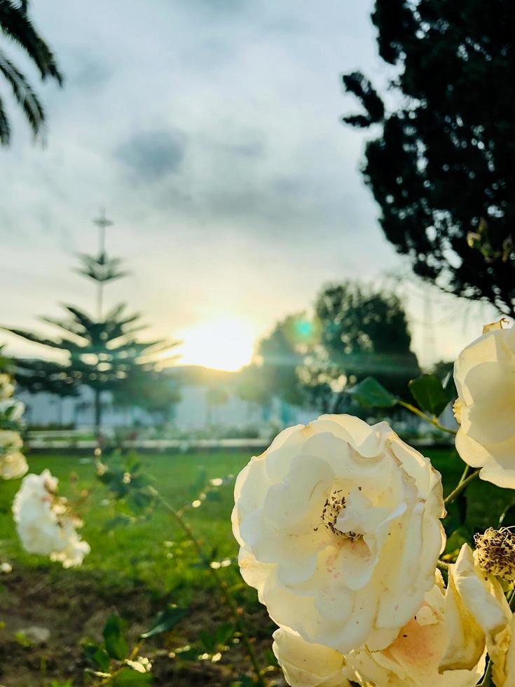 skön morgon- med de blomma blomma foto