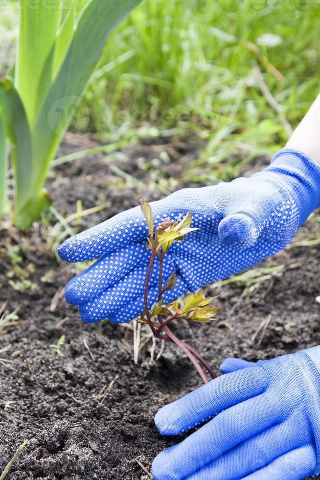 blå handskar i de händer arbetssätt i de jord - plantering pioner foto