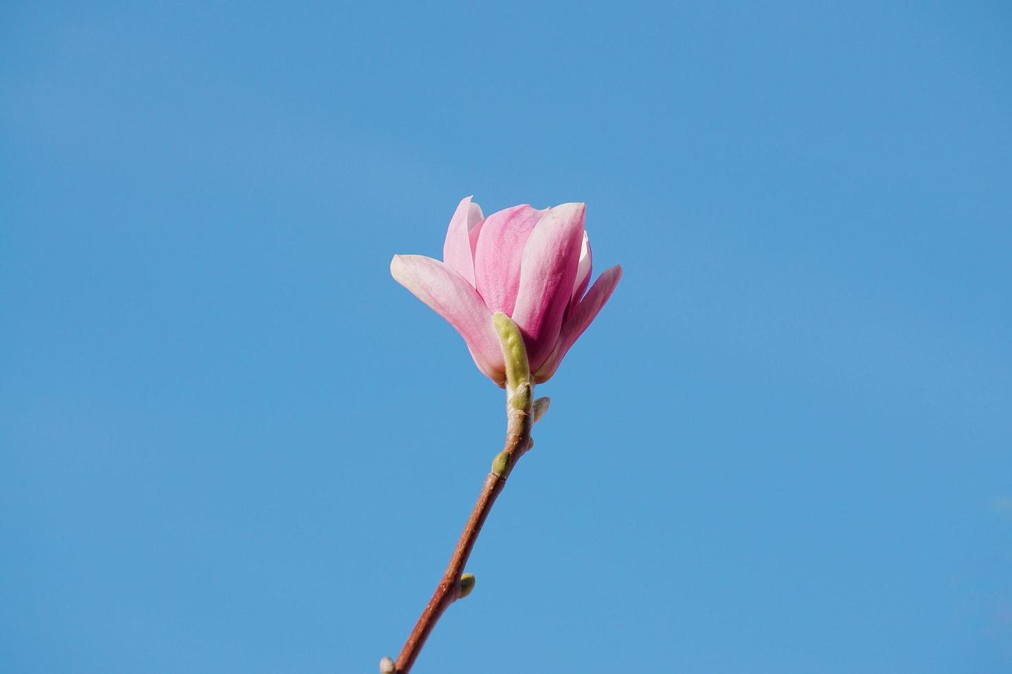 en vacker rosa blomma under vårsäsongen foto