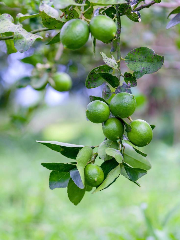 limefrukter som växer på ett träd foto