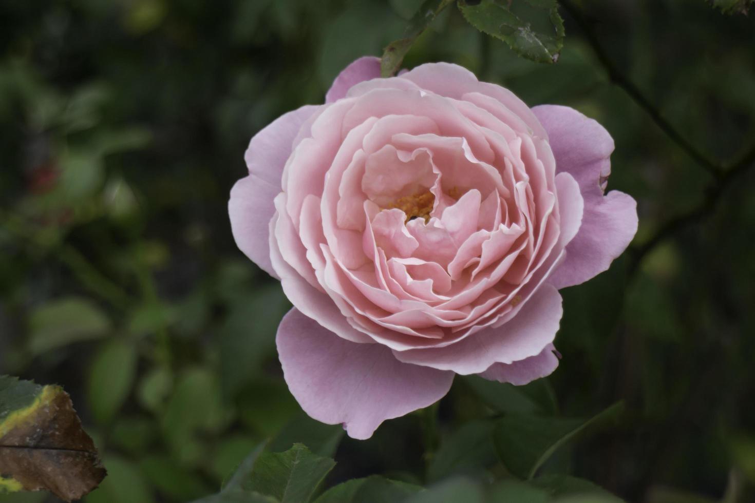 rosa ros blommar i naturen foto