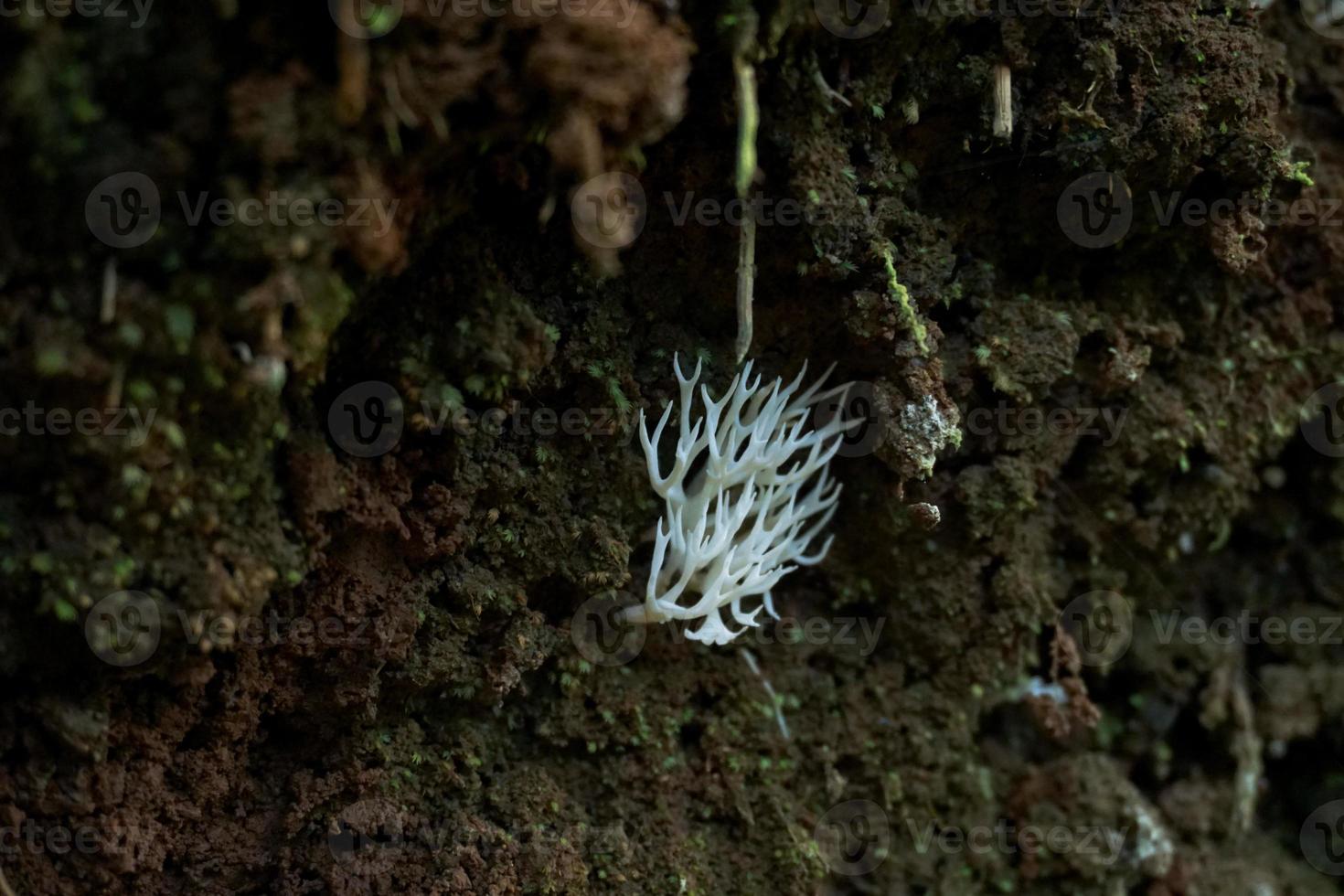 hericium erinaceus, är en unikt utseende svamp med en slående utseende. dess fruiting kropp har en korallliknande form, med en vit, lurvig exteriör och lång, dinglande ryggar den där likna istappar foto