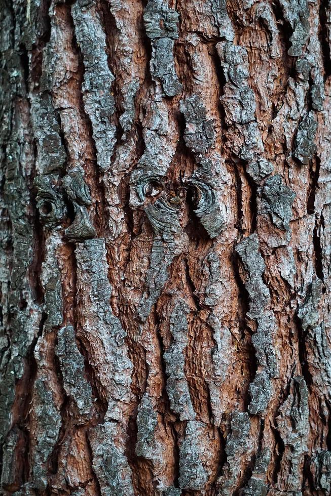 trädstam trä texturerad bakgrund foto
