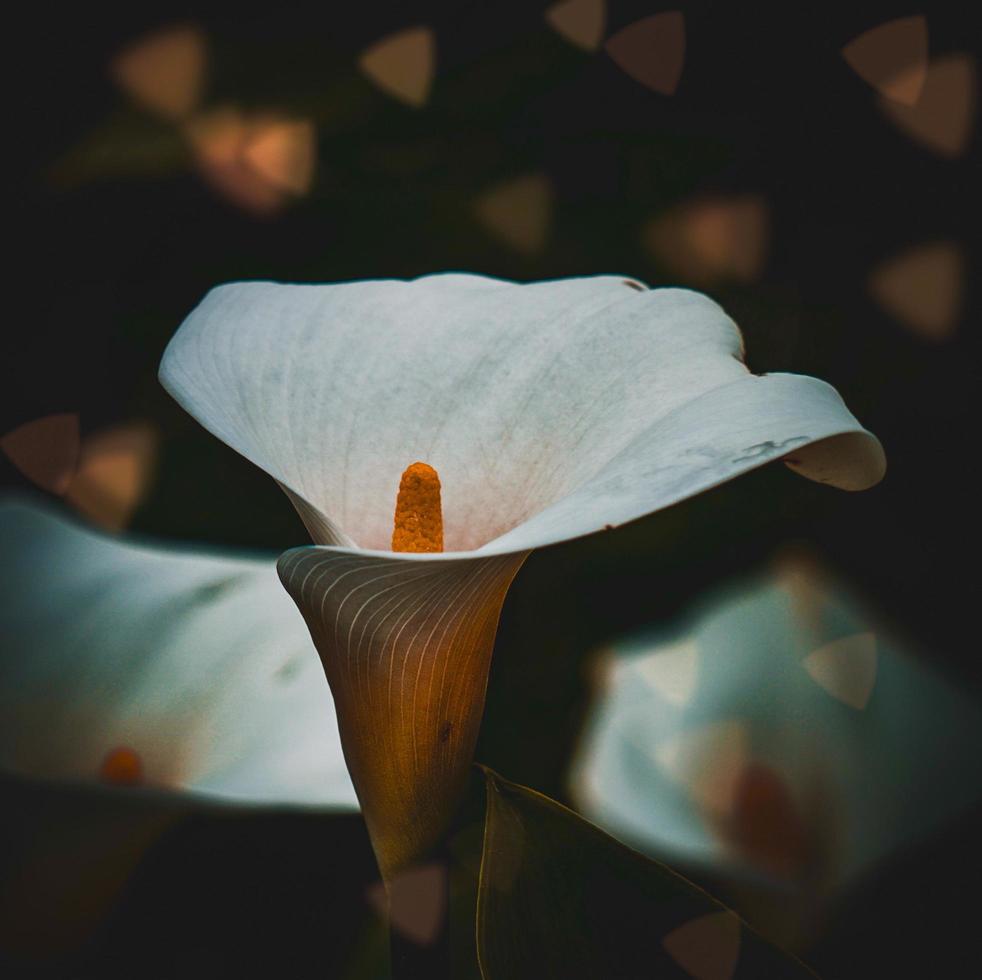 vacker vit lilja calla blomma under vårsäsongen foto