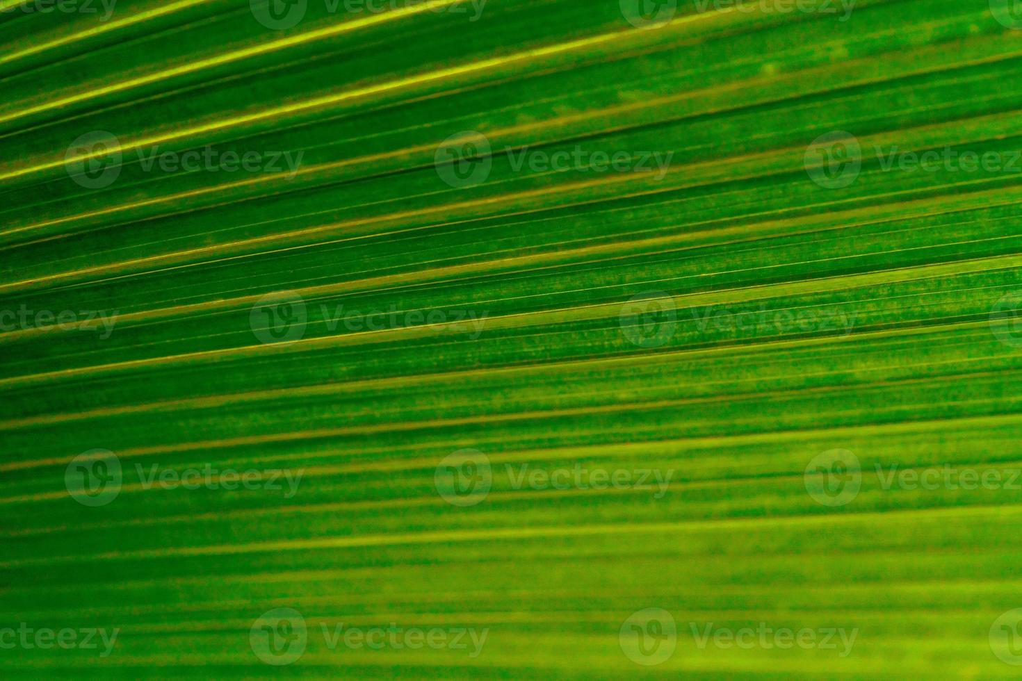 grön löv textur, tropisk blad för natur bakgrund, blad handflatan lövverk träd, abstrakt bakgrund foto