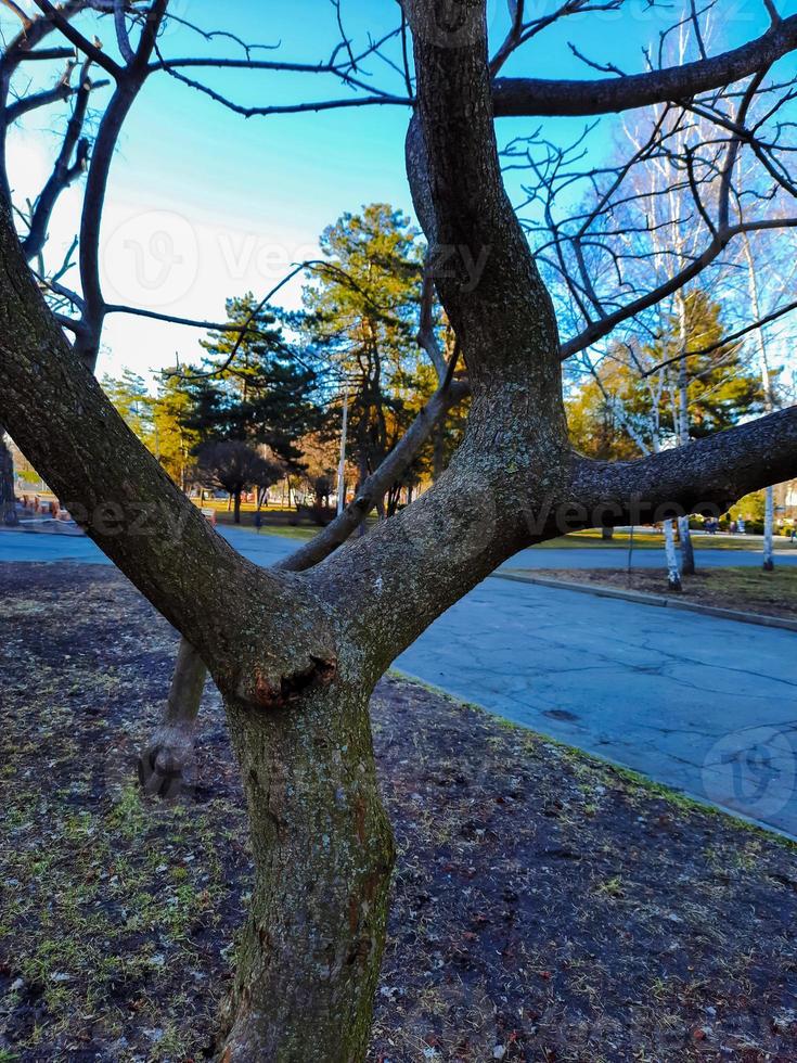 sumak rådjursbehornad i tidigt vår i de stad parkera. stor krona av rhus tyfin l med sista år ljus röd frukter. foto