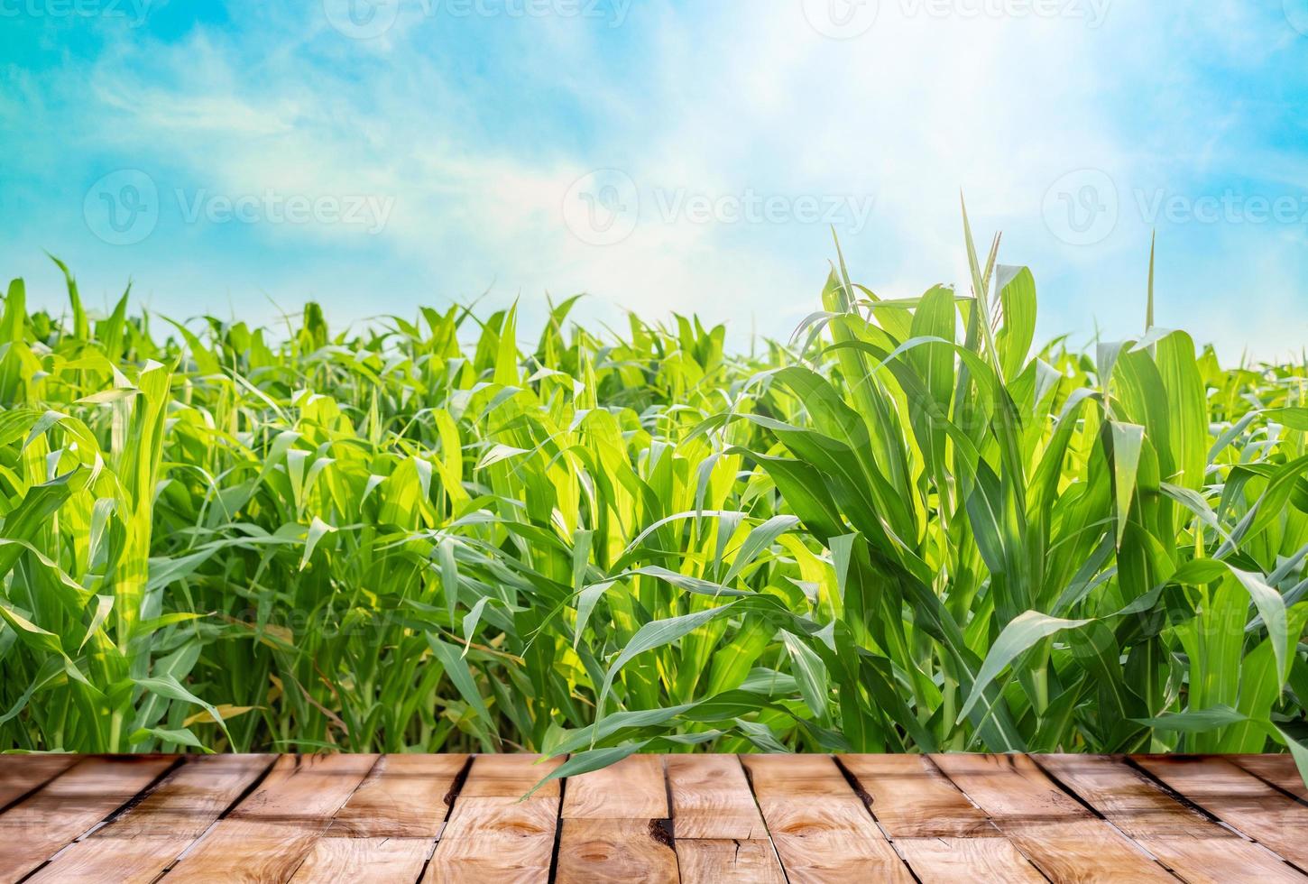 skön trä- tabell golv med grön majs fält natur och blå himmel med solljus bakgrund, lantbruk produkt stående monter bakgrund foto