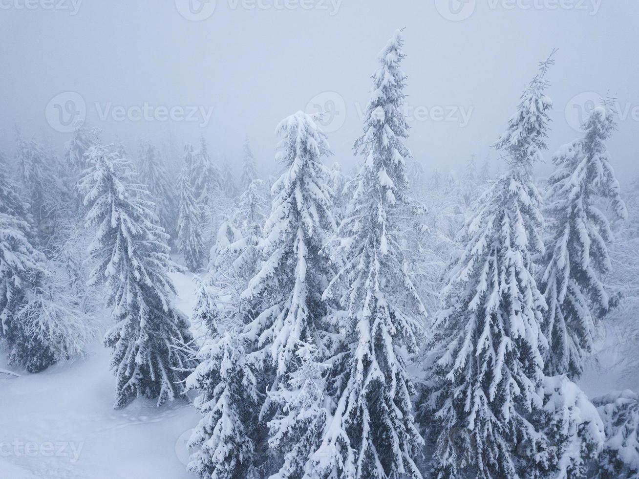 flyg över snöstorm i en snöig berg barr- skog, obekväm ovänlig vinter- väder. foto